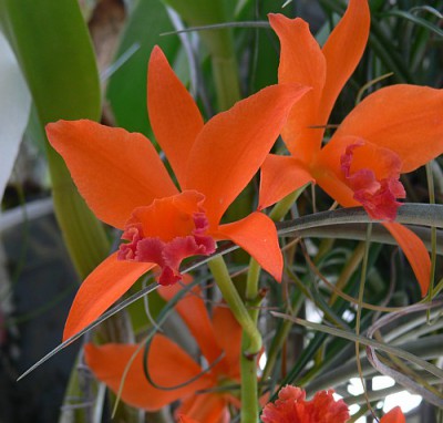 orchidej1.jpg
