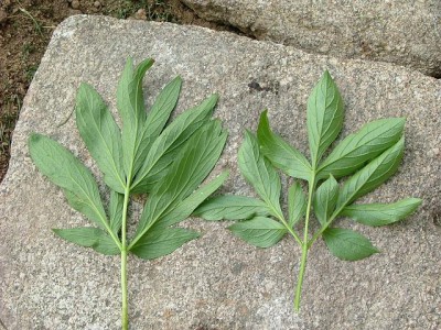 pivoňky-rub listu.jpg (118.69 KiB) Zobrazeno 22590 krát pivoňky-rub listu.jpg