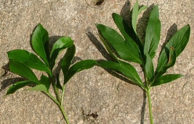 pivoňky-líc listu.jpg (104.03 KiB) Zobrazeno 22590 krát pivoňky-líc listu.jpg