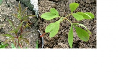 pivoňky-mláďata.jpg (113.36 KiB) Zobrazeno 22590 krát pivoňky-mláďata.jpg