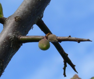 Prunus_mume_p2.jpg