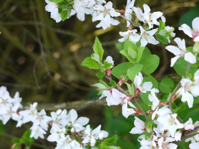 Prunus_tomentosa_k1.jpg