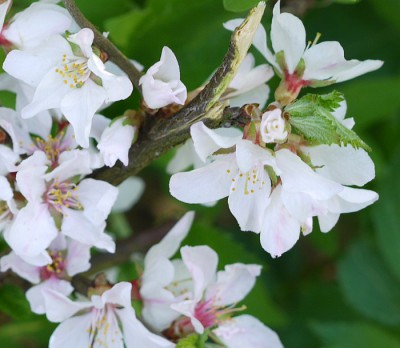 Prunus_tomentosa_k2.jpg